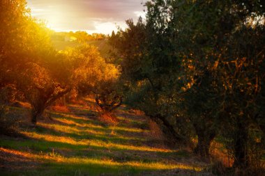 Güneş tarafından aydınlatılan zeytin dalları