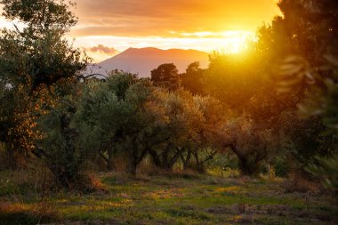 Güneş tarafından aydınlatılan zeytin dalları