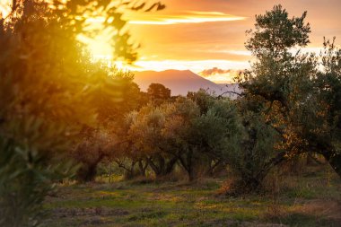 Güneş tarafından aydınlatılan zeytin dalları
