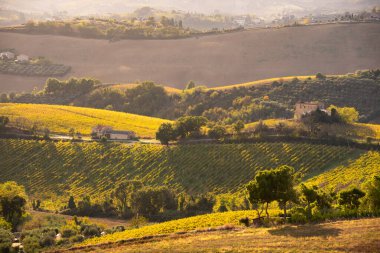 Sonbaharda üzüm bağıyla kırsalda gün batımı