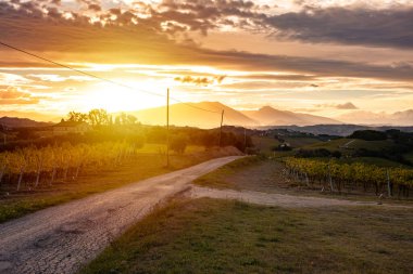 Tarım arazileri ve üzüm bağları arasında kırsal yol
