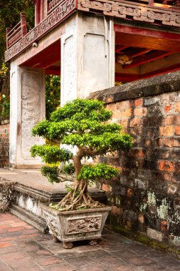 Hanoi Vietnam 'da geleneksel bonsai ağacı olan Asya binası.