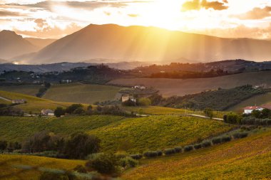Sonbaharda üzüm bağıyla kırsalda gün batımı