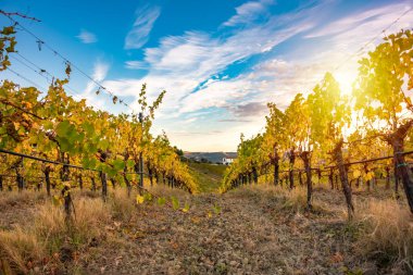 Sonbaharda üzüm bağıyla kırsalda gün batımı