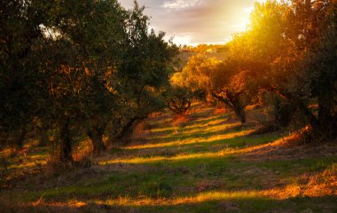 Güneş tarafından aydınlatılan zeytin dalları