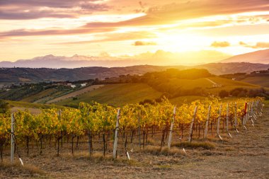 Sonbaharda üzüm bağıyla kırsalda gün batımı