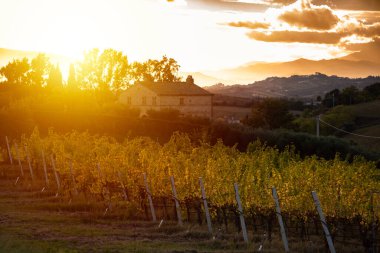 Sonbaharda üzüm bağıyla kırsalda gün batımı
