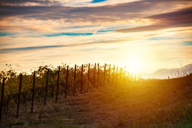 Sonbaharda Toskana 'daki üzüm bağında gün batımı