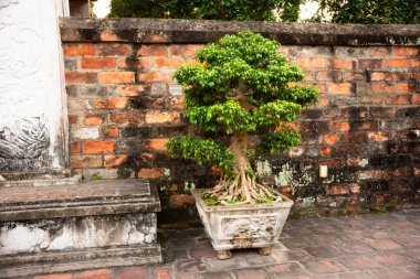 Hanoi Vietnam 'da geleneksel bonsai ağacı olan Asya binası.