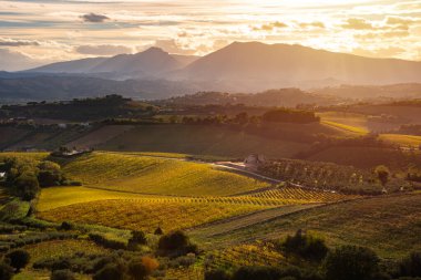 Sonbaharda üzüm bağıyla kırsalda gün batımı