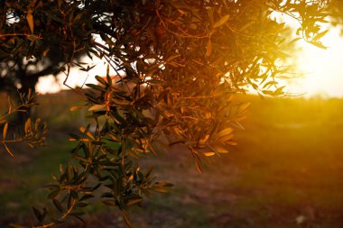 Güneş tarafından aydınlatılan zeytin dalları