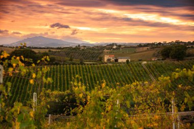 Sonbaharda Toskana 'daki üzüm bağında gün batımı