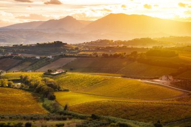Sonbaharda üzüm bağıyla kırsalda gün batımı