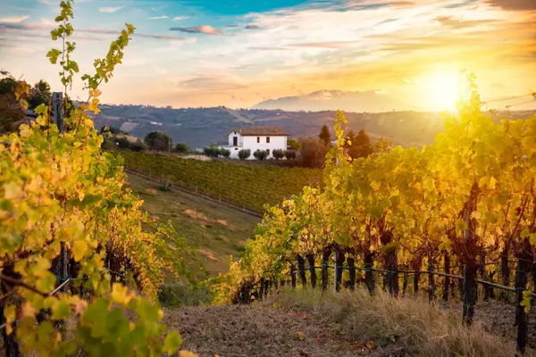 Sonbaharda üzüm bağıyla kırsalda gün batımı