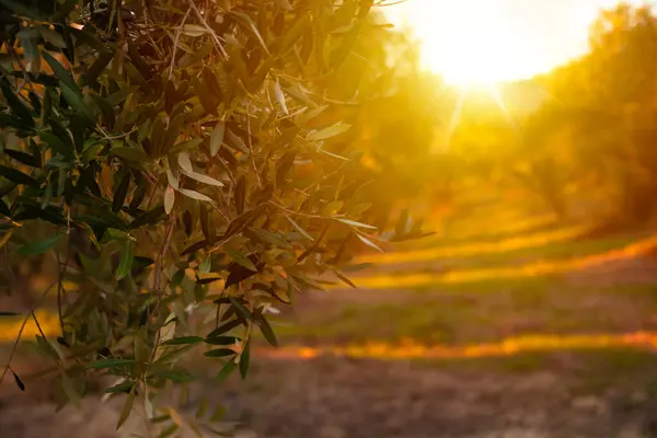 Güneş tarafından aydınlatılan zeytin dalları