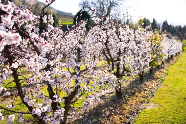 Güzel bahar çiçekleri, meyve bahçesinde çiçekli kiraz ağaçları.