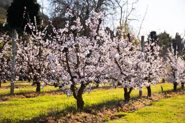 Güzel bahar çiçekleri, meyve bahçesinde çiçekli kiraz ağaçları.