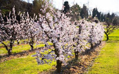 Güzel bahar çiçekleri, meyve bahçesinde çiçekli kiraz ağaçları.