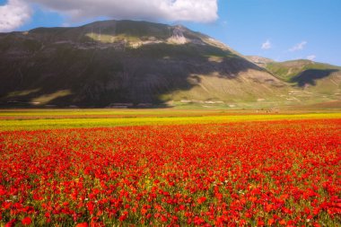 Yaz çayırlarında gün batımında açan gelincik çiçekleri.