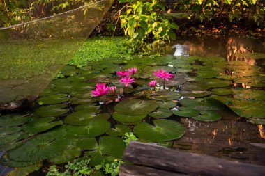 Pembe nilüfer çiçeği sabah ışığında gölette