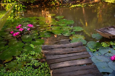Pembe nilüfer çiçeği sabah ışığında gölette