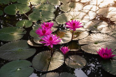 Pembe nilüfer çiçeği sabah ışığında gölette