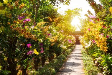 Asya 'daki çiçek bahçesinde birçok orkide çiçek açıyor.