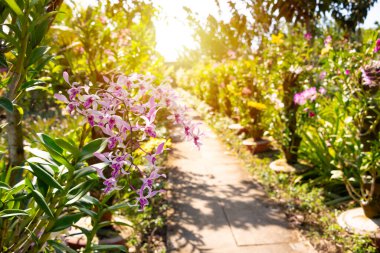 Asya 'daki çiçek bahçesinde birçok orkide çiçek açıyor.