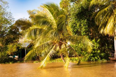 Vietnam 'da Mekong nehri manzarası, kıyı evleri.