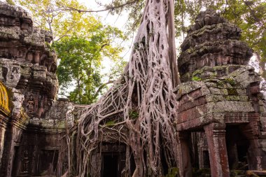 Angkor Thom, Kamboçya ormanında ağaçların büyüdüğü antik tapınak kalıntıları.