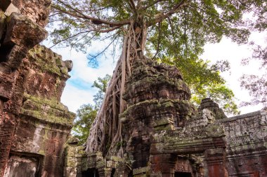 Angkor Thom, Kamboçya ormanında ağaçların büyüdüğü antik tapınak kalıntıları.