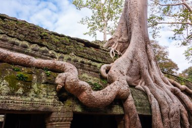 Angkor Thom, Kamboçya ormanında ağaçların büyüdüğü antik tapınak kalıntıları.