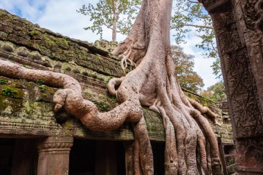 Angkor Thom, Kamboçya ormanında ağaçların büyüdüğü antik tapınak kalıntıları.