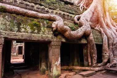 Angkor Thom, Kamboçya ormanında ağaçların büyüdüğü antik tapınak kalıntıları.