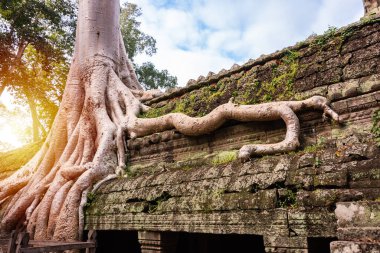 Angkor Thom, Kamboçya ormanında ağaçların büyüdüğü antik tapınak kalıntıları.
