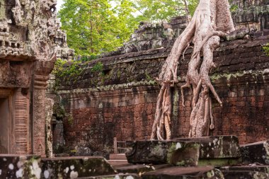 Angkor Thom, Kamboçya ormanında ağaçların büyüdüğü antik tapınak kalıntıları.