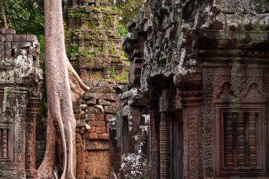 Angkor Thom, Kamboçya ormanında ağaçların büyüdüğü antik tapınak kalıntıları.