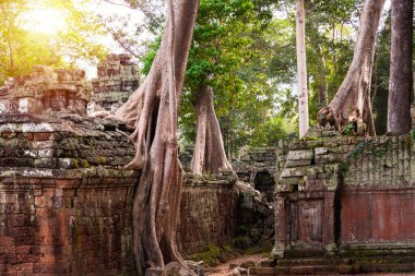 Angkor Thom, Kamboçya ormanında ağaçların büyüdüğü antik tapınak kalıntıları.