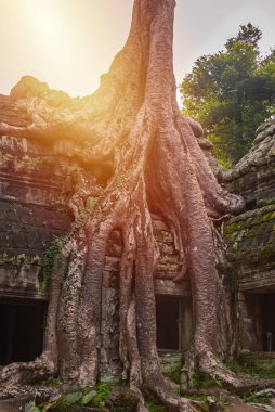 Angkor Thom, Kamboçya ormanında ağaçların büyüdüğü antik tapınak kalıntıları.
