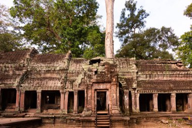 Angkor Thom, Kamboçya ormanında ağaçların büyüdüğü antik tapınak kalıntıları.