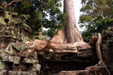Angkor Thom, Kamboçya ormanında ağaçların büyüdüğü antik tapınak kalıntıları.