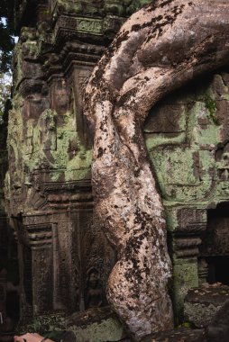 Angkor Thom, Kamboçya ormanında ağaçların büyüdüğü antik tapınak kalıntıları.