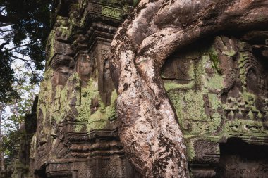 Angkor Thom, Kamboçya ormanında ağaçların büyüdüğü antik tapınak kalıntıları.