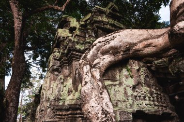 Angkor Thom, Kamboçya ormanında ağaçların büyüdüğü antik tapınak kalıntıları.
