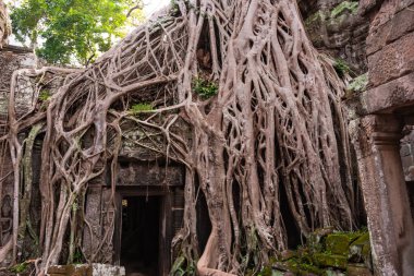 Angkor Thom, Kamboçya ormanında ağaçların büyüdüğü antik tapınak kalıntıları.
