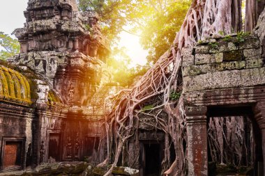 Angkor Thom, Kamboçya ormanında ağaçların büyüdüğü antik tapınak kalıntıları.
