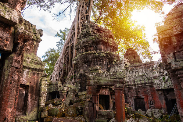 Angkor Thom, ancient temple ruins in Cambodia jungle with trees growing