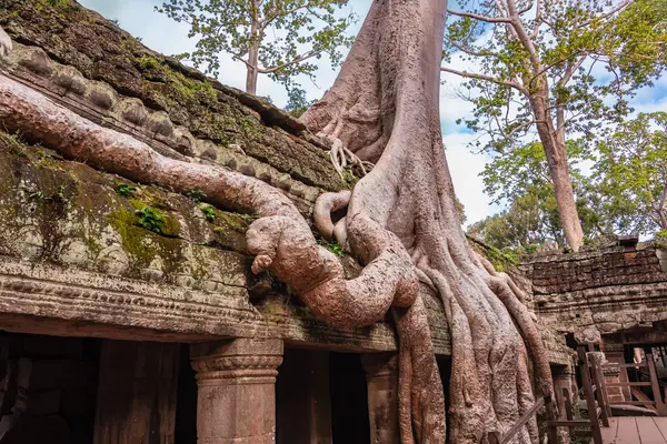 Angkor Thom, Kamboçya ormanında ağaçların büyüdüğü antik tapınak kalıntıları.