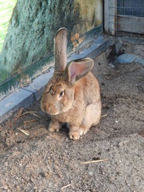 Tavşan, etrafı ahşap yapılar ve açık mavi gökyüzünün altında görünen yeşil çimlerle çevrili, kumlu zemininde otururken tetikte görünür..