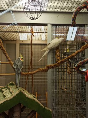 Şirin beyaz papağan yan tarafları. Büyük bir muhafaza içinde. Yerel evcil hayvan dükkanı.